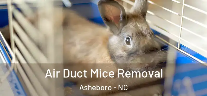  Air Duct Mice Removal Asheboro - NC